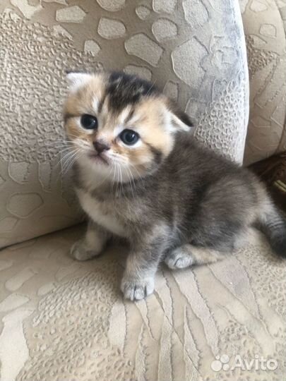 Шотландская