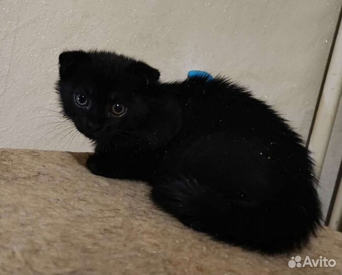 Шотландская вислоухая