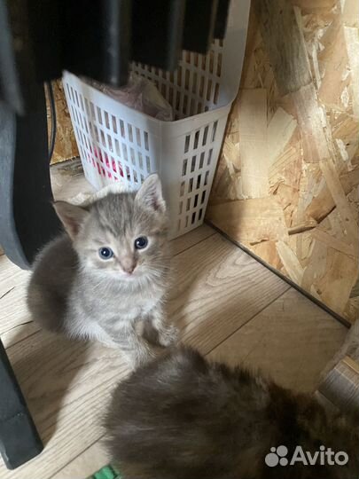 Котята в добрые руки очень умные, и преданные