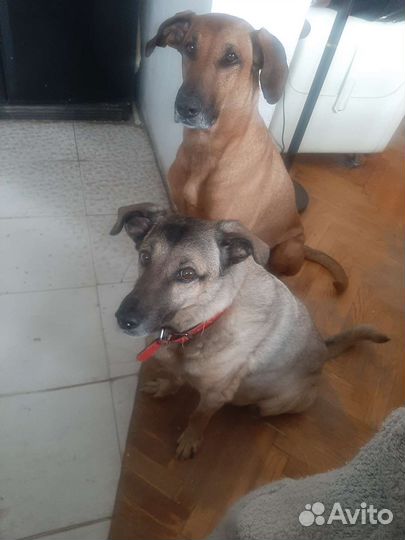 Передержка собак любых пород