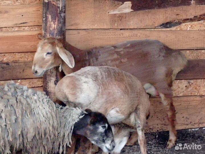 Овцы бараны ягнята