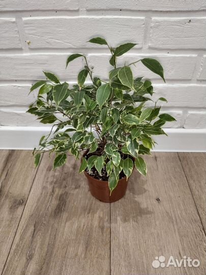 Фикус бенджамина пестролистный маленькие листики