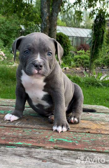 Американский булли xl