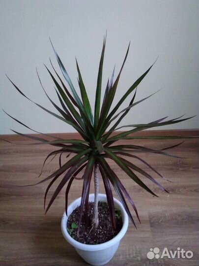 Драцена большая 2 шт