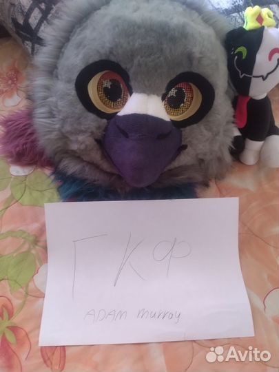 Фурсьют голубя - обмен