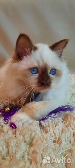 Священная бирма-шоколад пойнт