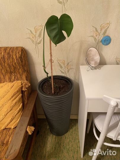 Монстера с кашпо