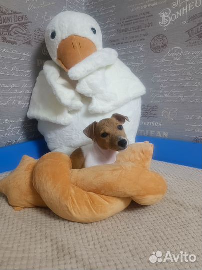Щенки джек Рассел терьер