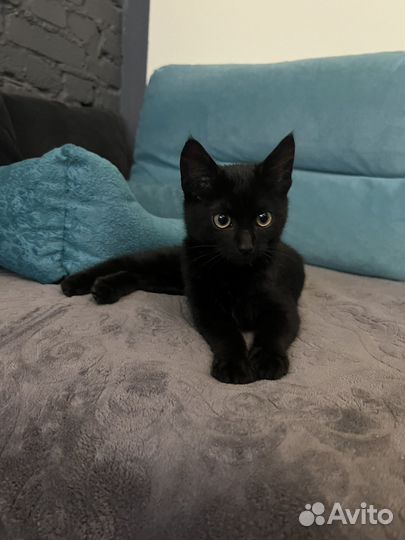 Котята в добрые руки даром