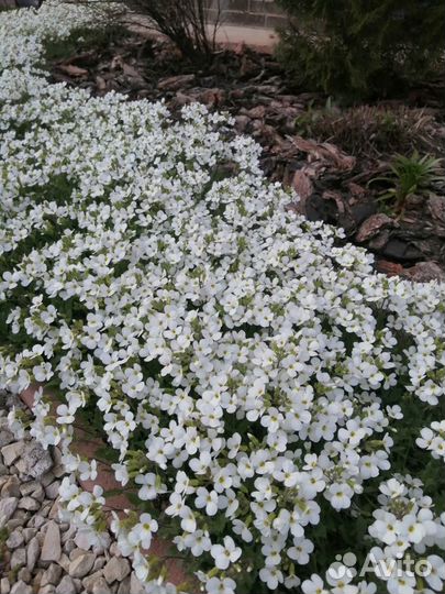 Арабис (резуха)