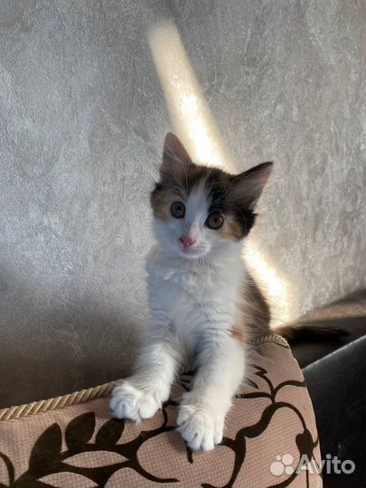 Котенок мальчик