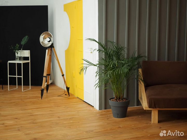 Финиковая пальма