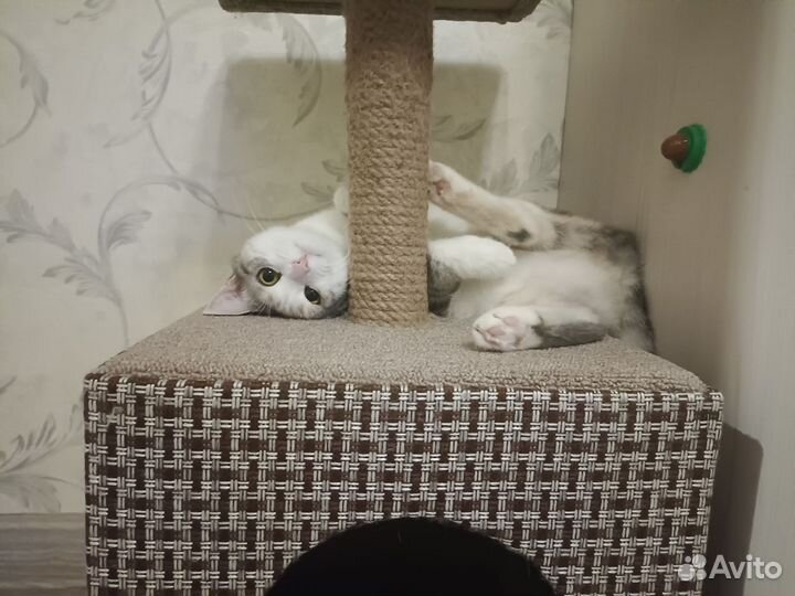 Кошка в дар