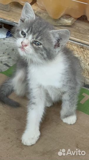 Кошка в дар