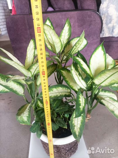 Диффенбахия