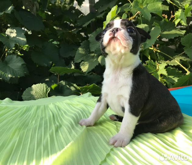 Бостон Терьер