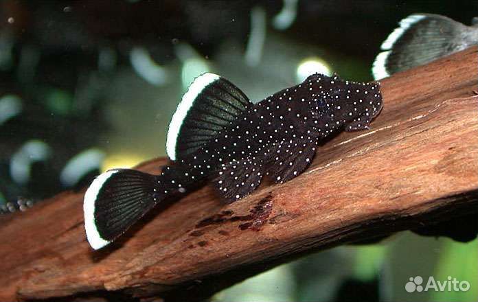 Анциструс 181 звёздчатый сом аквариумная рыбка