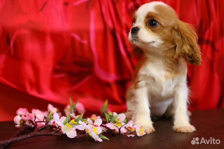 Кавалерушка ккчс и не только