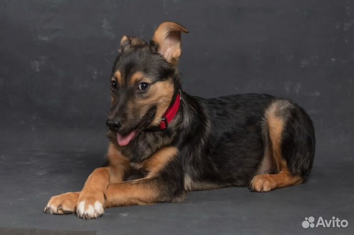 Щенок девочка в добрые руки