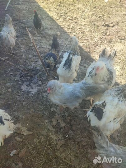 Куры молодки