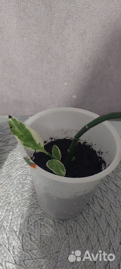 Педилантус