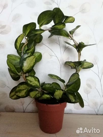 Продаю черенки хойи