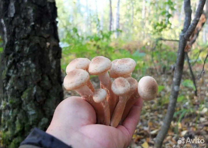 Грибы опята