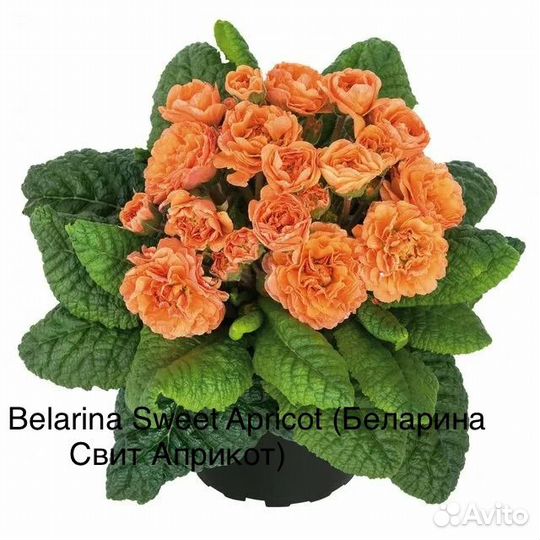 Примула серии Беларина 10 сортов