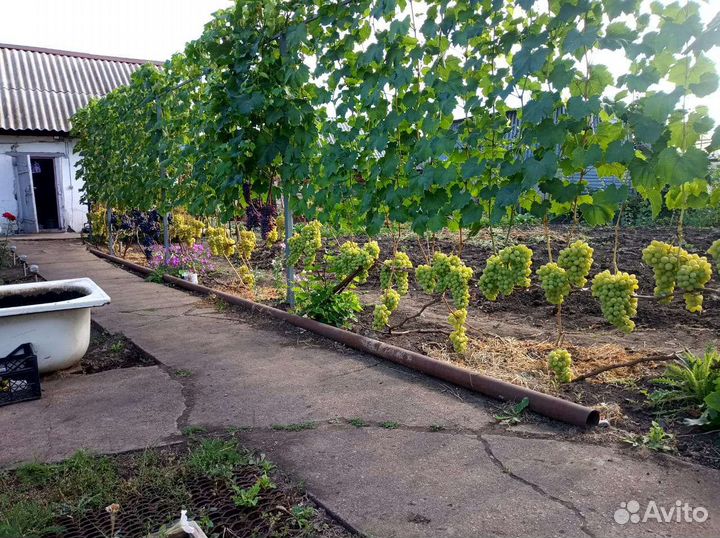 Саженцы винограда