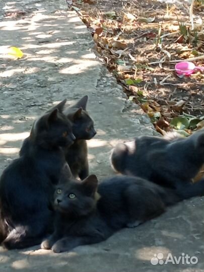 Котики бесплатно в добрые руки