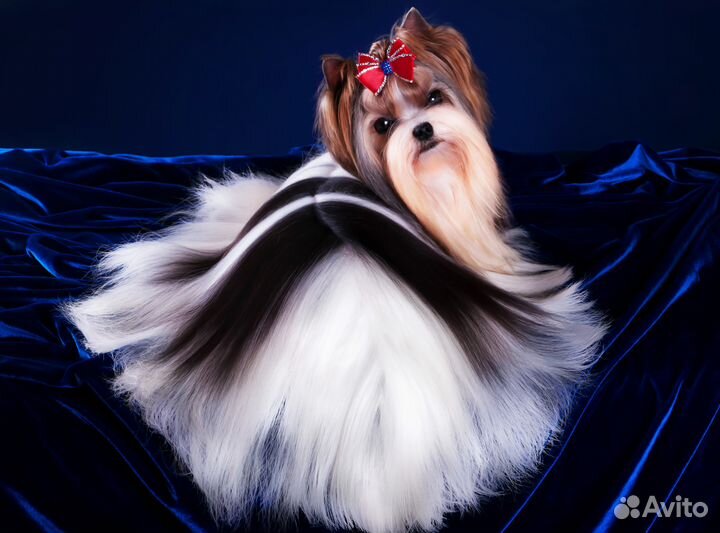 Вязка-кобель Мини бивер, Щенки питомник РКФ