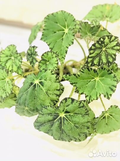 Бегония декоративнолиственная