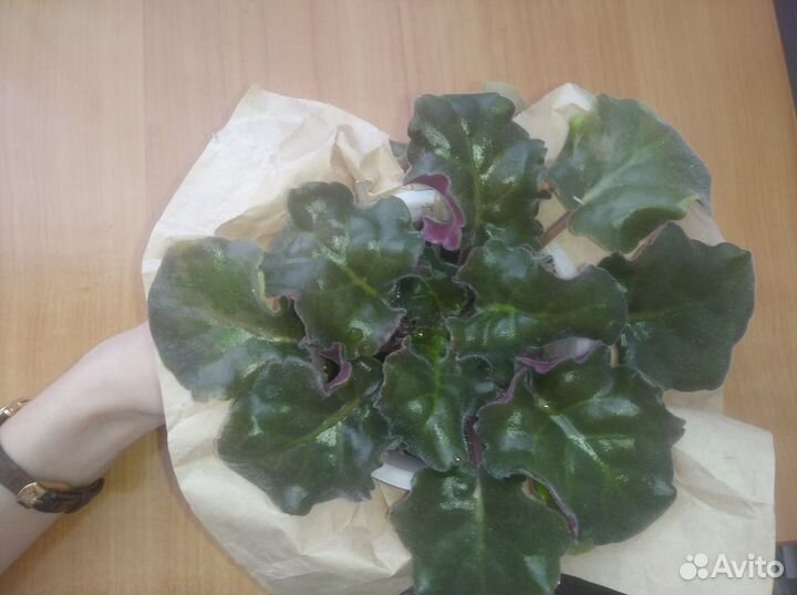 Фиалки подарочные