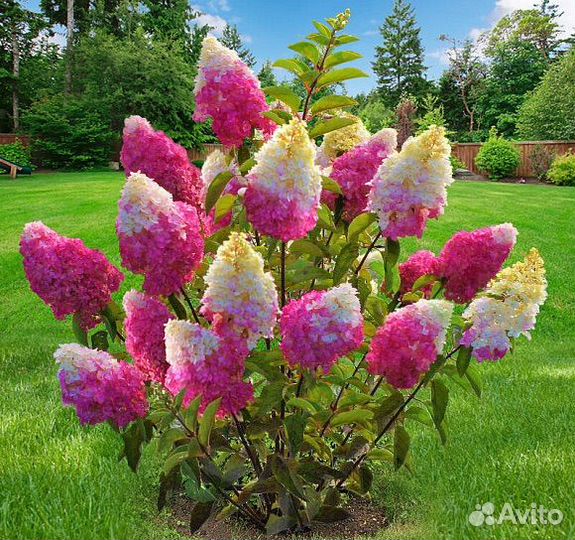 Гортензия Фраз Мельба и другие