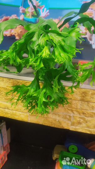 Споры папоротника микросорум sp