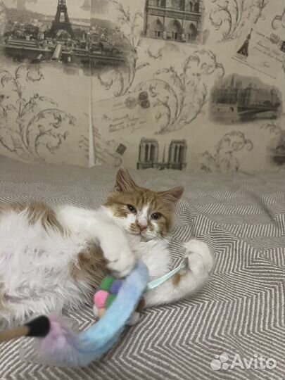 Рыжий котенок