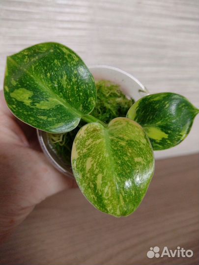 Филодендрон Конго Грин Марбл вар