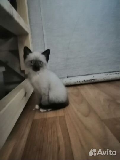 Котята в добрые руки бесплатно