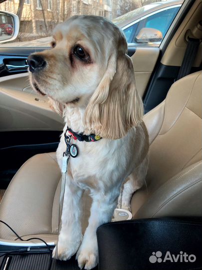 Американский кокер-спаниель вязка