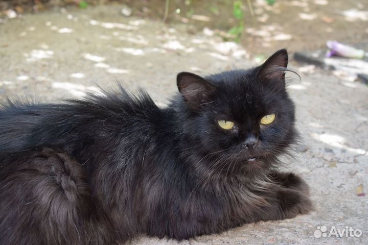 Кошечки в дар