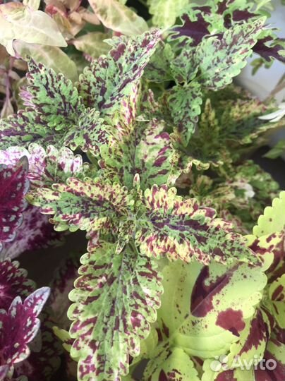 Колеусы сортовые