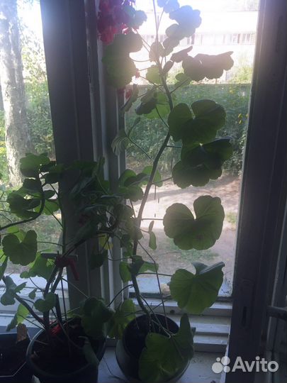 Каланхое лечебное, алое, герань, толстянка