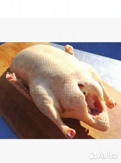 Курочка, индоутка, индейка с бесплатной доставкой