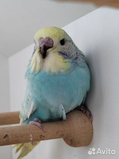 Птенцы волнистого попугая