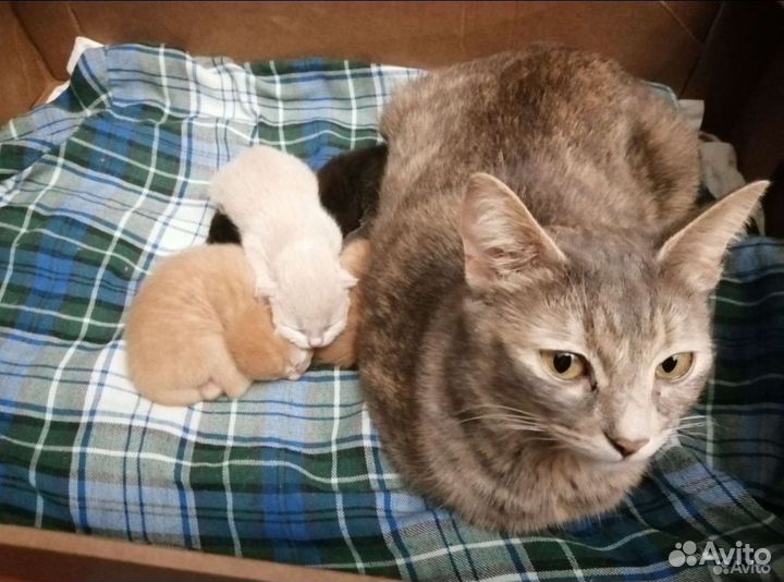 Котятки в дар