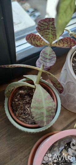 Комнатные цветы бесплатно бронь по 07.09