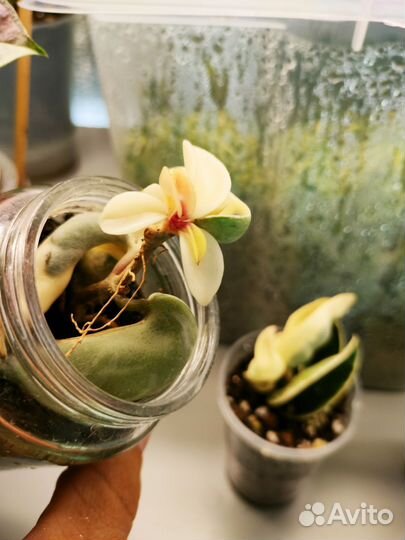 Хойя компакта вариегатная