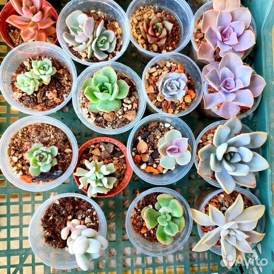 Кактусы и суккуленты