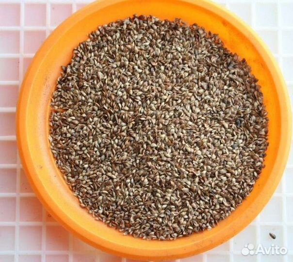 Доставка семян ели