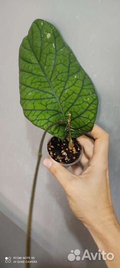 Хойи с красивым листом